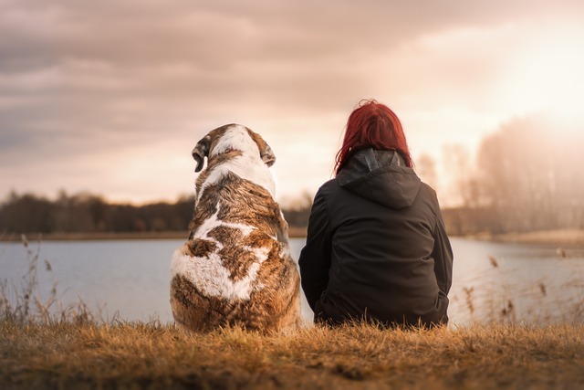 16 consejos para viajar con perros en una autocaravana o camper