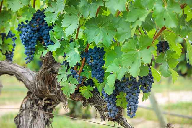 Viajar en autocaravana a La Rioja